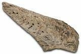 Rare, Fossil Dinosaur (Ankylosaurus) Side Spike - Montana #380211-2